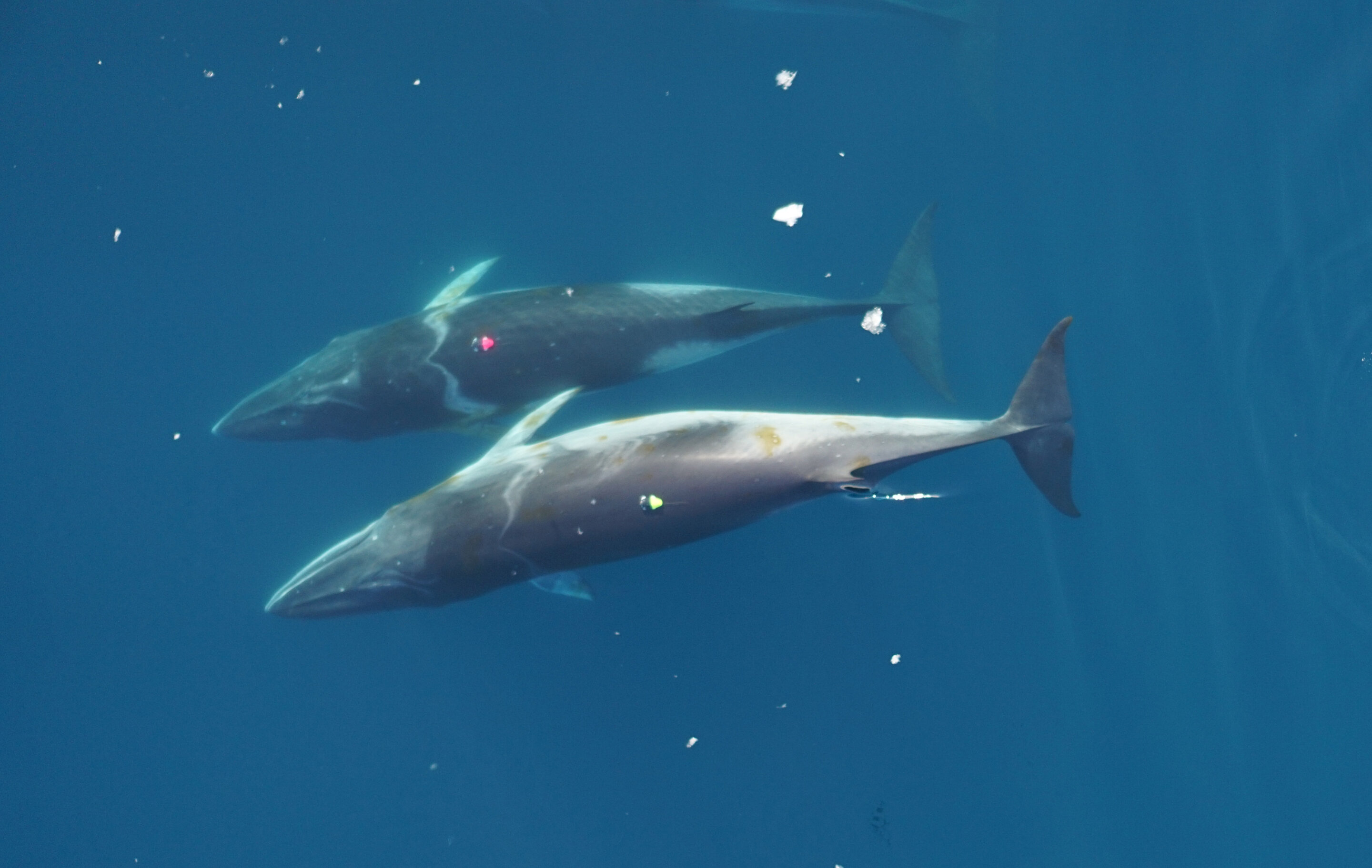 �о���ʾС�뾨������һ���ͳ�ʽ��ʳ���뾨����С�ߴ���ֵ