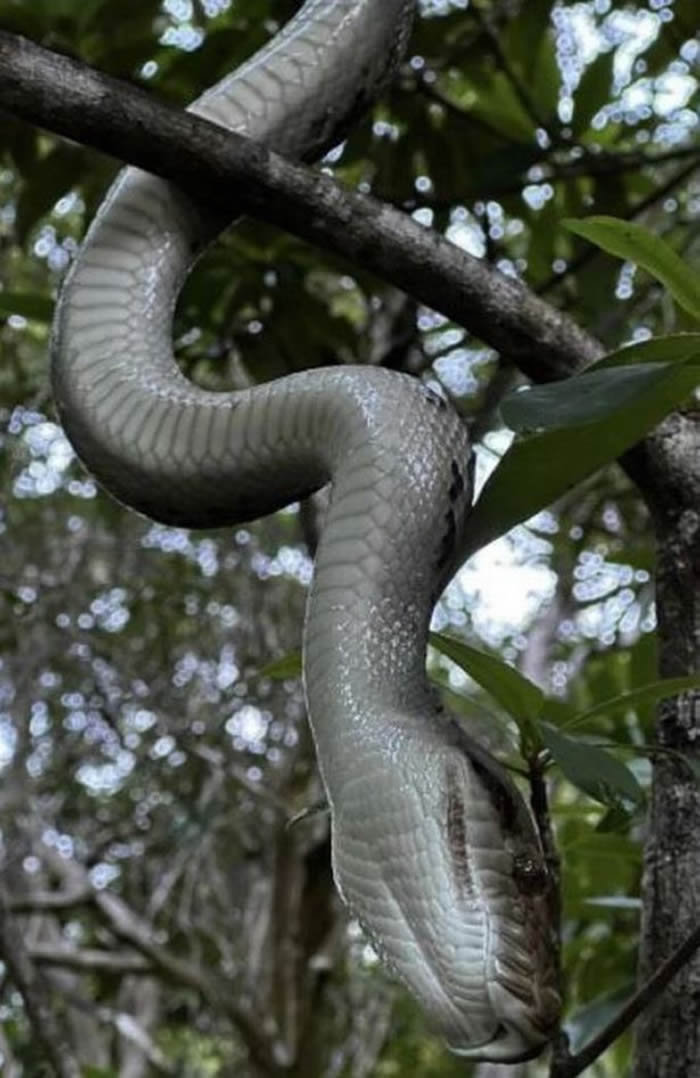 巨大蟒蛇突然从天而降 澳州男子被咬得血流满面