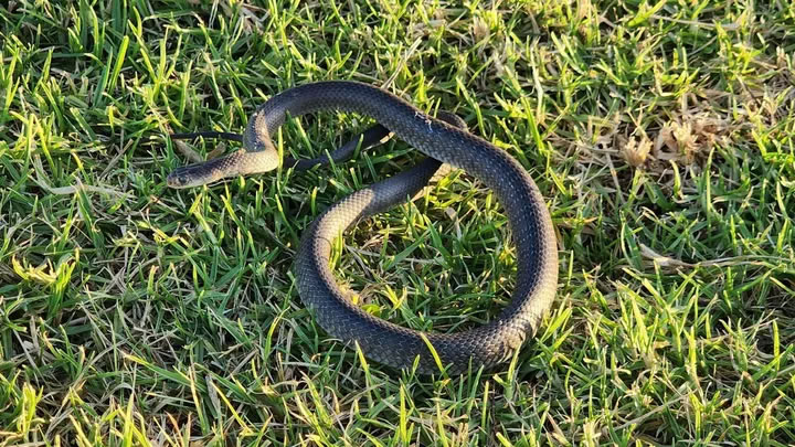 澳洲一户人家后院发现世界第2毒东部拟眼镜蛇的窝 有110颗蛇蛋已孵化
