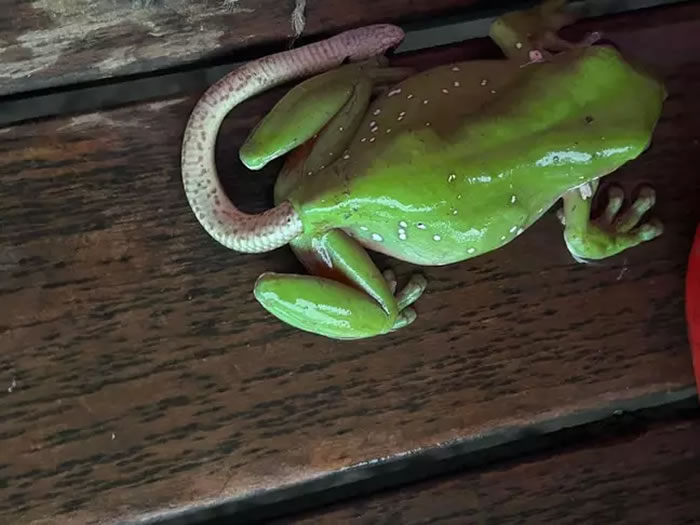 澳洲一只绿色树蛙肛门出现奇怪细长尾巴，民众出手竟拉出一条东部棕蛇