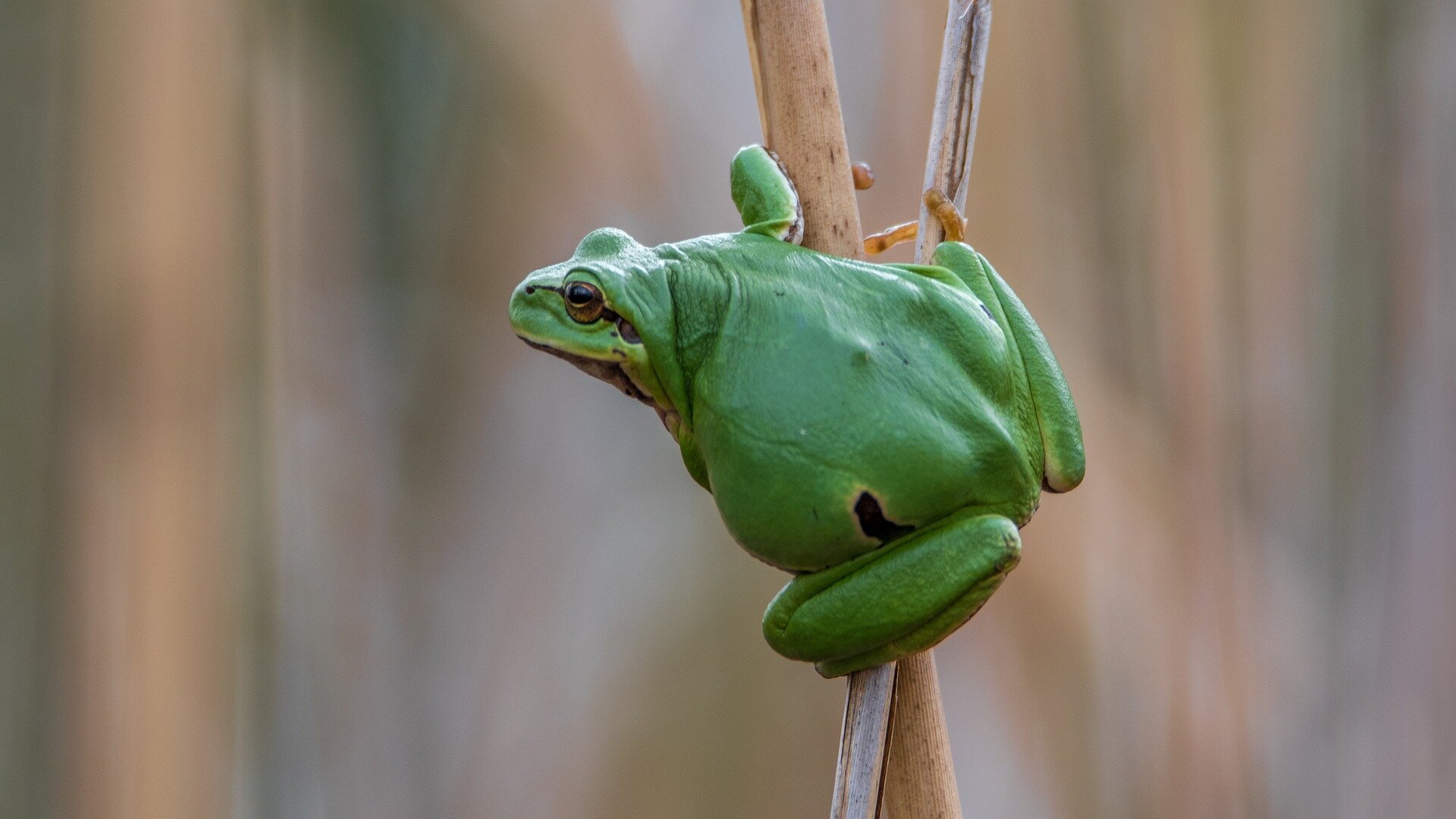 气候变化和入侵物种如何威胁树蛙