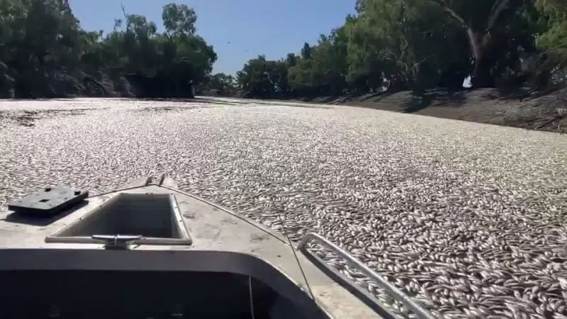 澳洲新南威尔斯省小镇梅宁迪达令-巴卡河河面上漂浮着数百万条死鱼