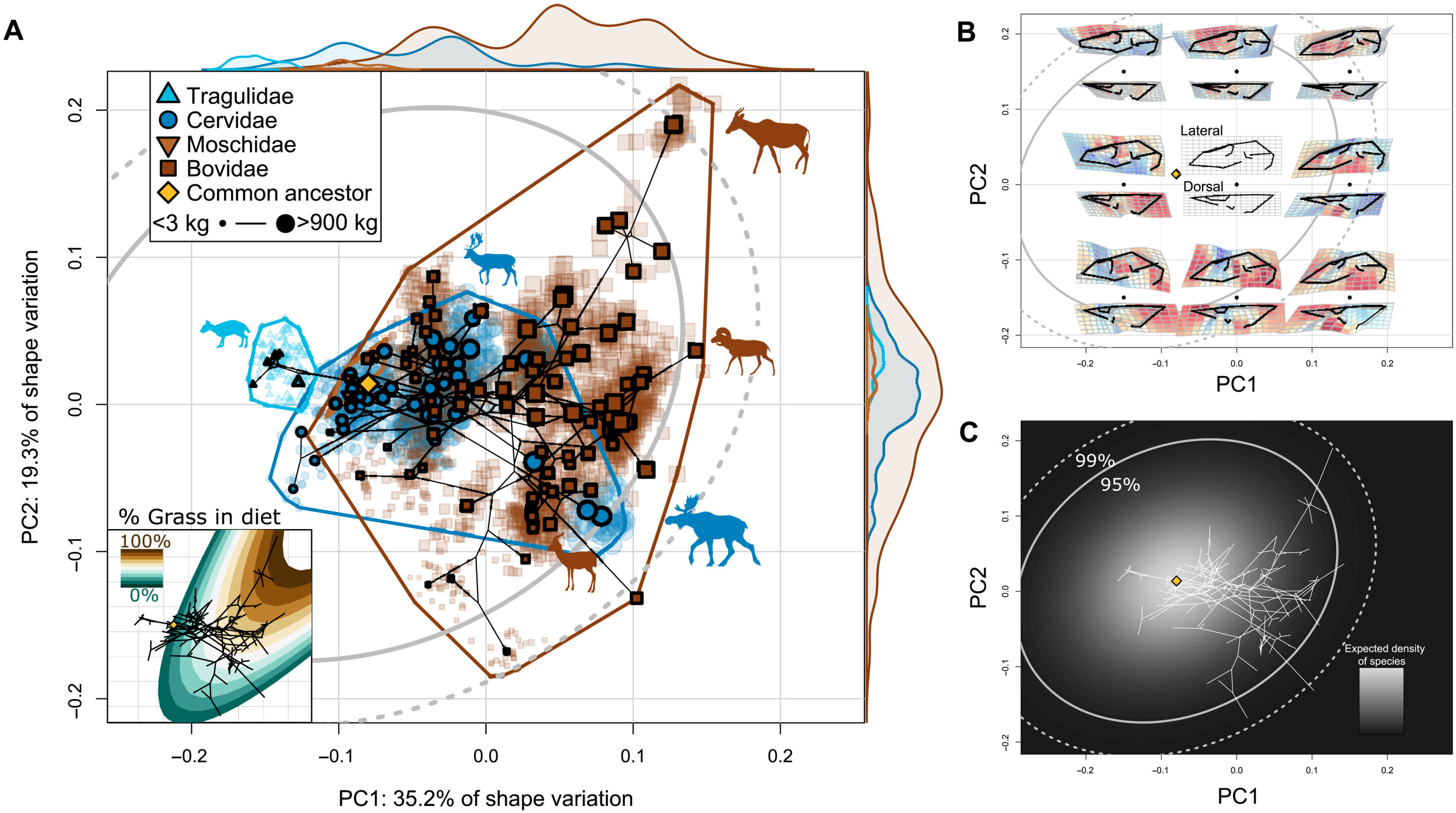反刍动物头骨的多样化——从微观进化过程到宏观进化模式