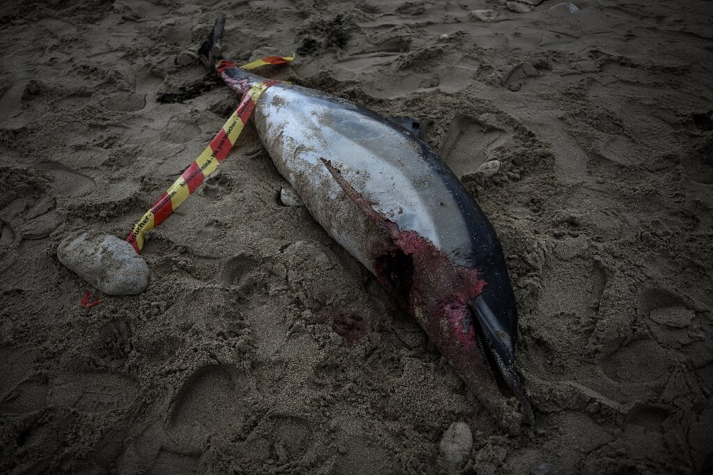 法国报道910只海豚被冲上大西洋海岸