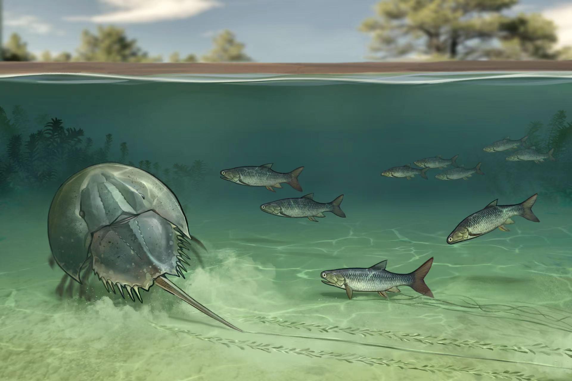 陕北鄂尔多斯盆地发现2亿年前的鲎和鱼类遗迹化石组合