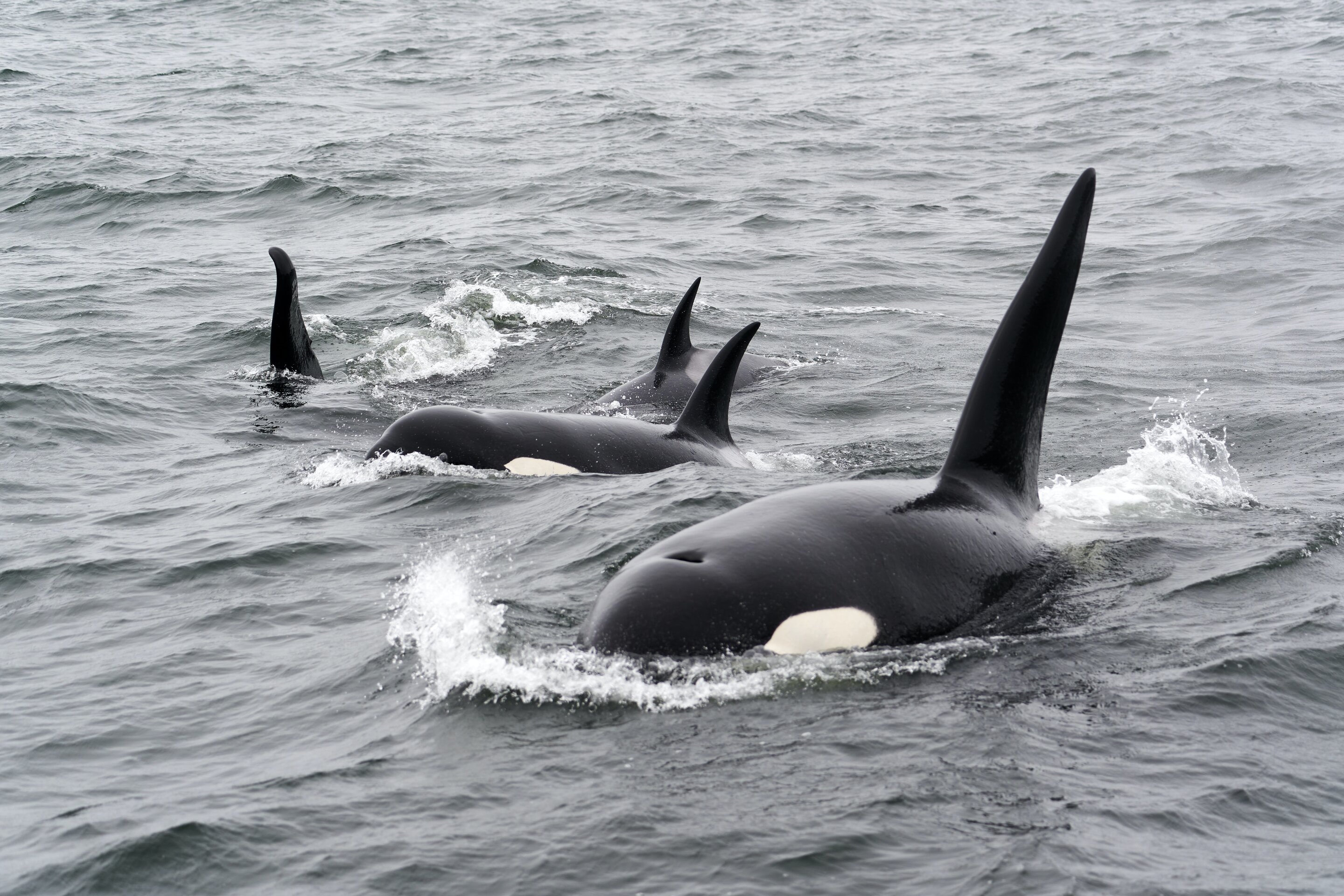 新的基因组测序显示近亲繁殖导致濒危虎鲸数量下降