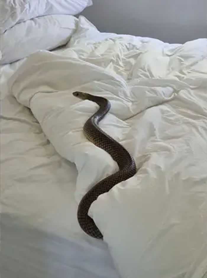 澳洲女子发现床上有一条近2米长的世界第二毒蛇东部棕蛇