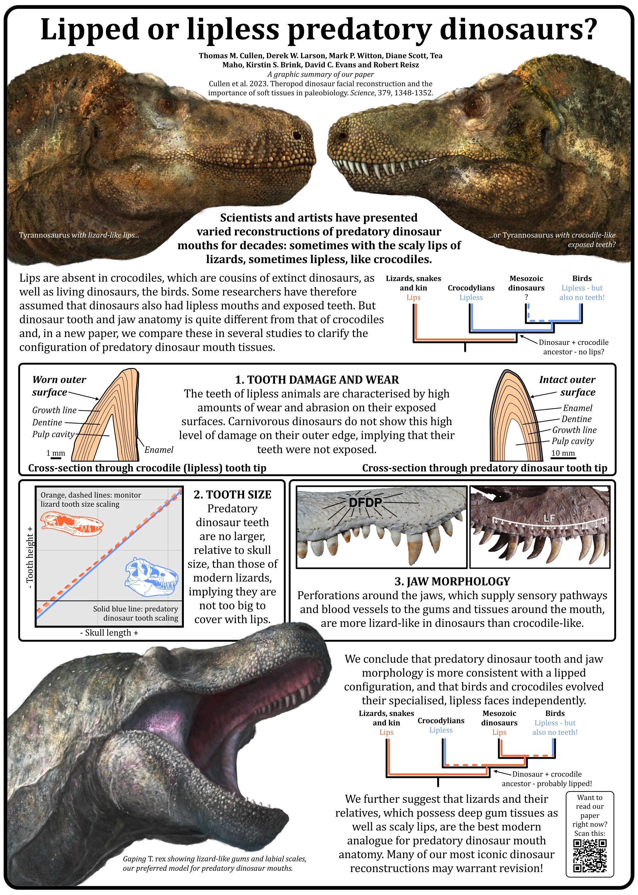 兽脚亚目恐龙的牙齿隐藏在其薄而有鳞的“嘴唇”之后