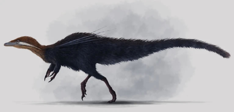 南美洲发现的第一个具有羽毛状结构的非鸟类恐龙——乌比拉哈拉化石准备回归巴西