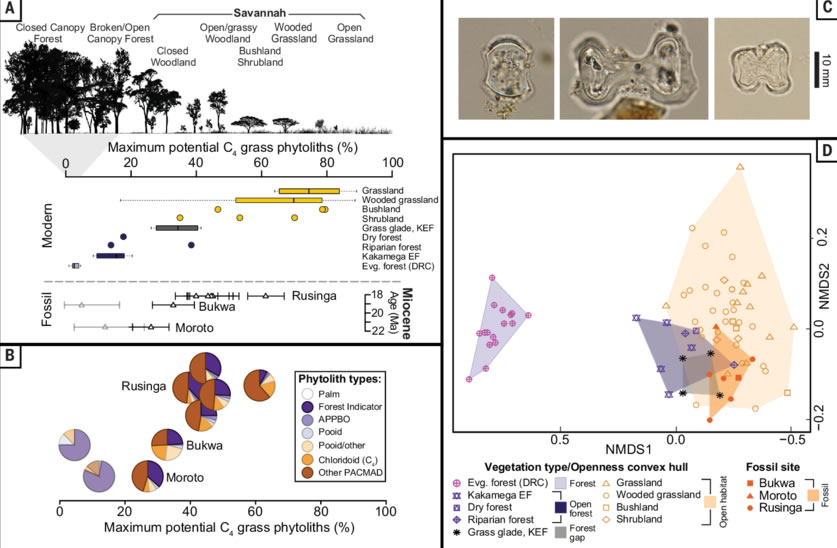 东非稀树草原出现的时间比之前认为的要早1000万年,并对类人动物的演化产生影响