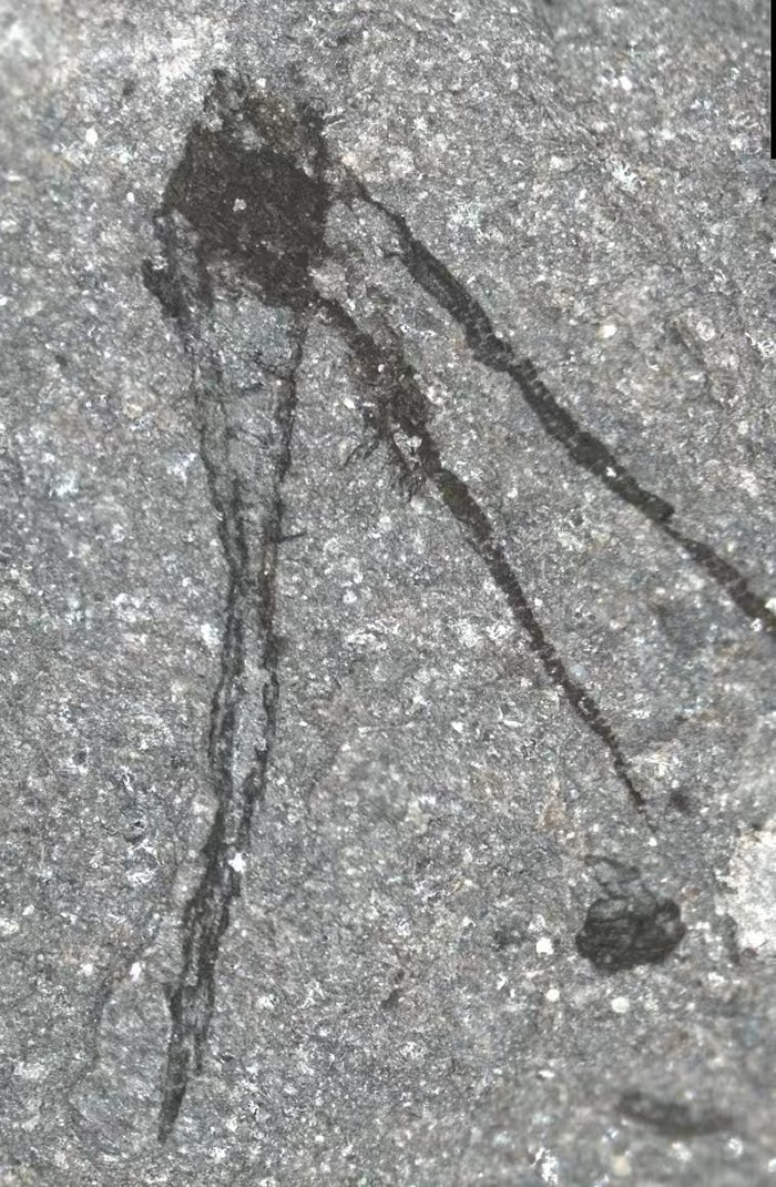 Ӣ������ʿ����������ػ�ʯ�� ��ʾ4.62����ǰ���ռͺ�����������Ժ���̬��ò