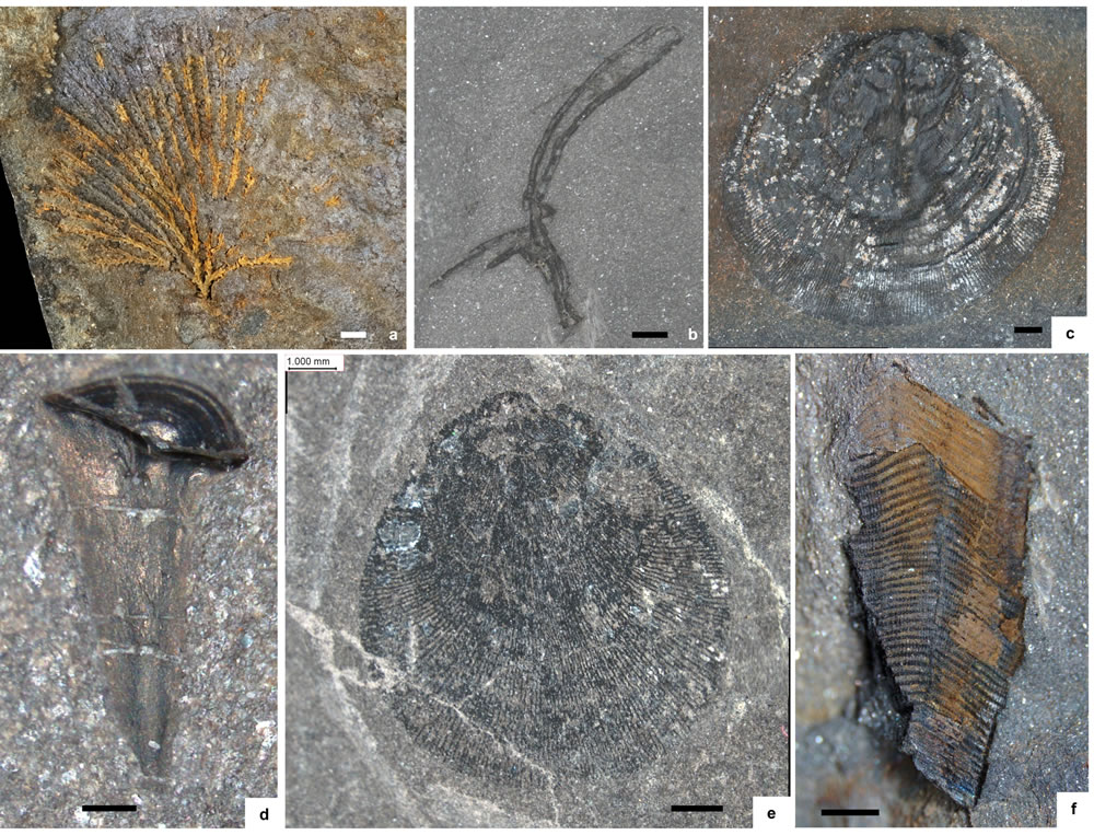 Ӣ������ʿ����������ػ�ʯ�� ��ʾ4.62����ǰ���ռͺ�����������Ժ���̬��ò