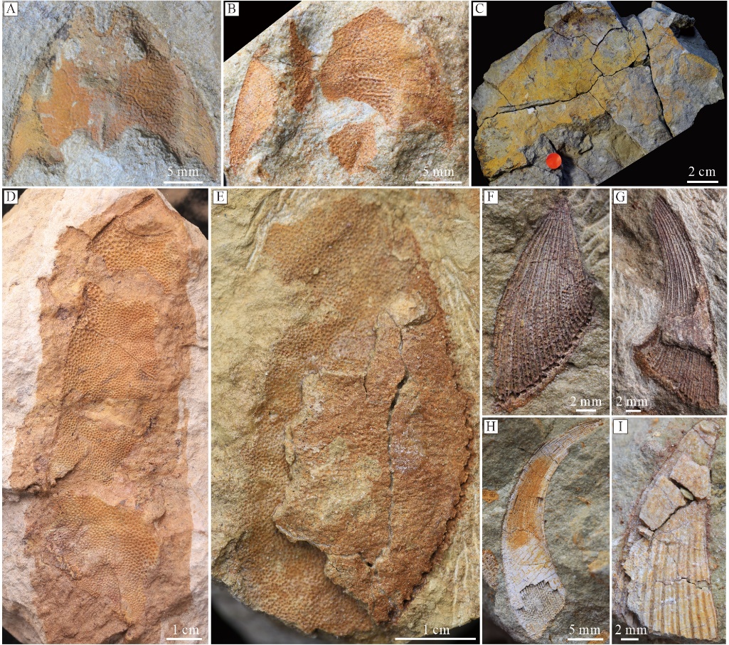 ŵѧҹ־-Ϳز͹ŵо½չ