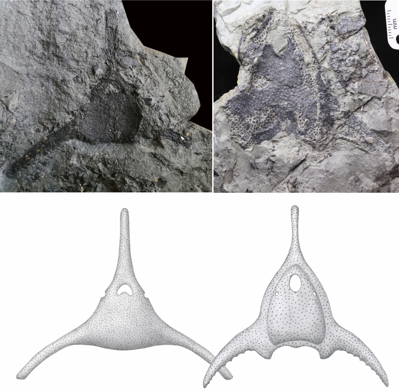 ŵѧҹ־-Ϳز͹ŵо½չ