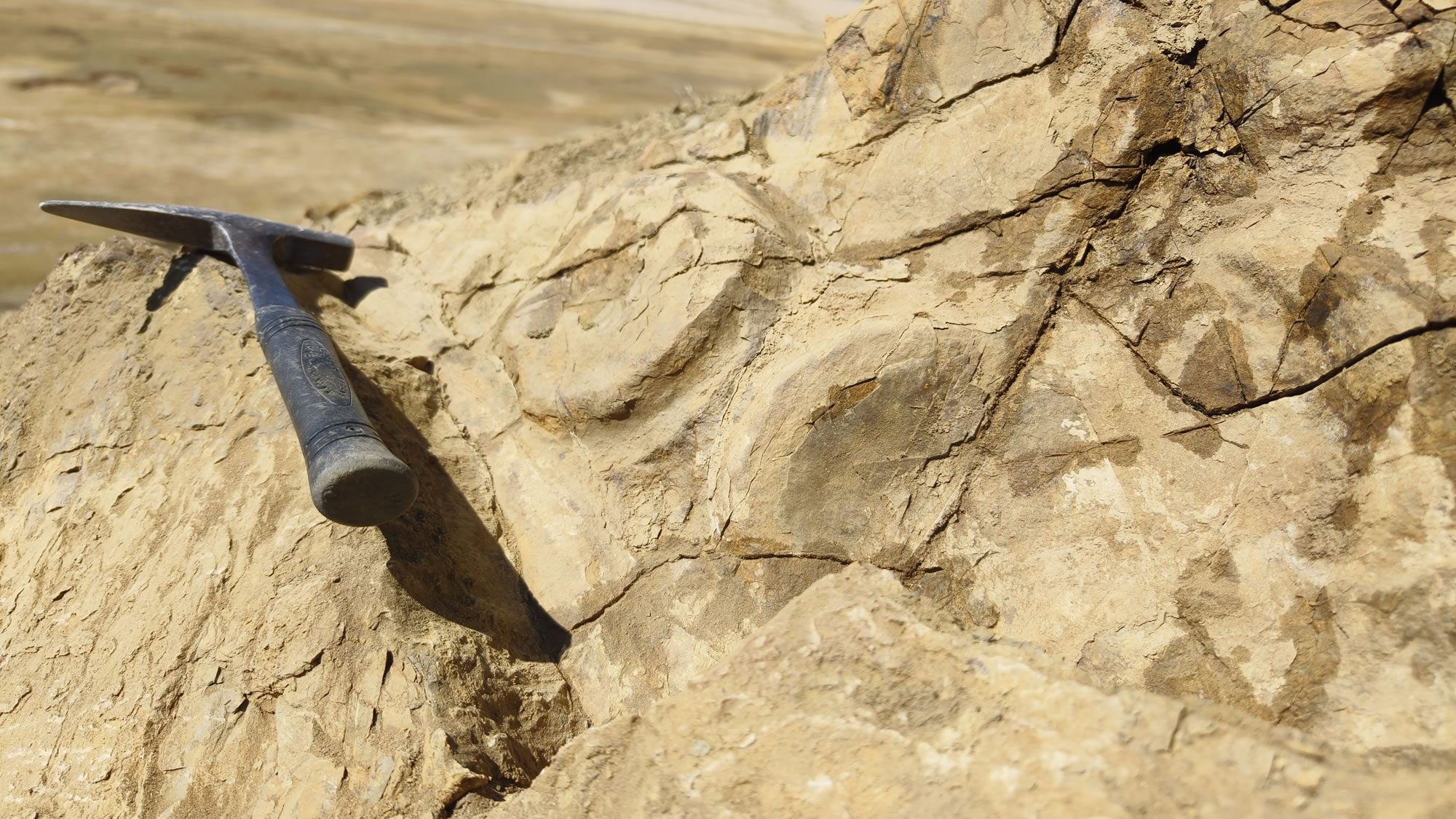 喜马拉雅鱼龙再现真容——西藏珠峰地区三叠纪鱼龙化石考察记