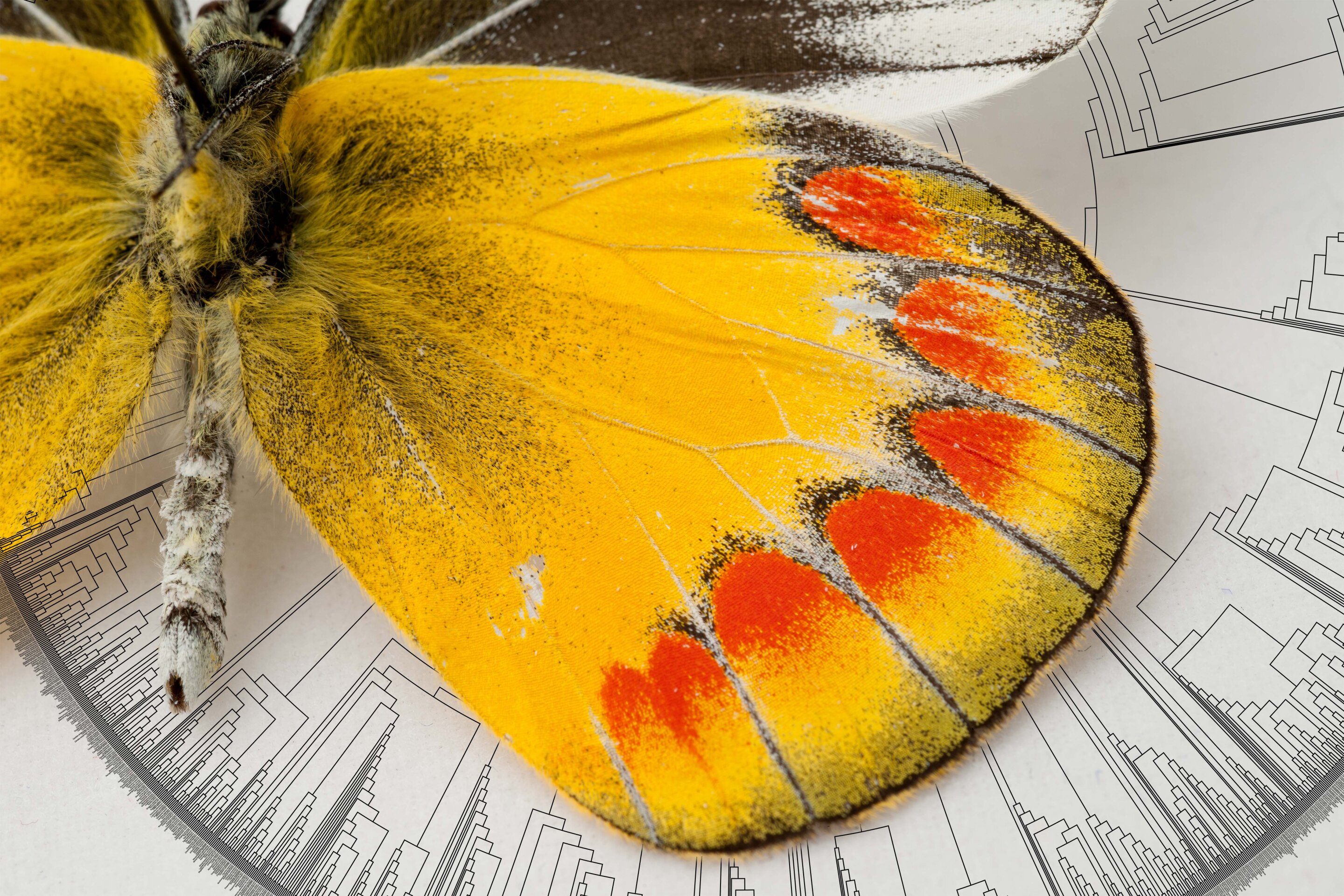蝴蝶起源于1亿年前的美洲