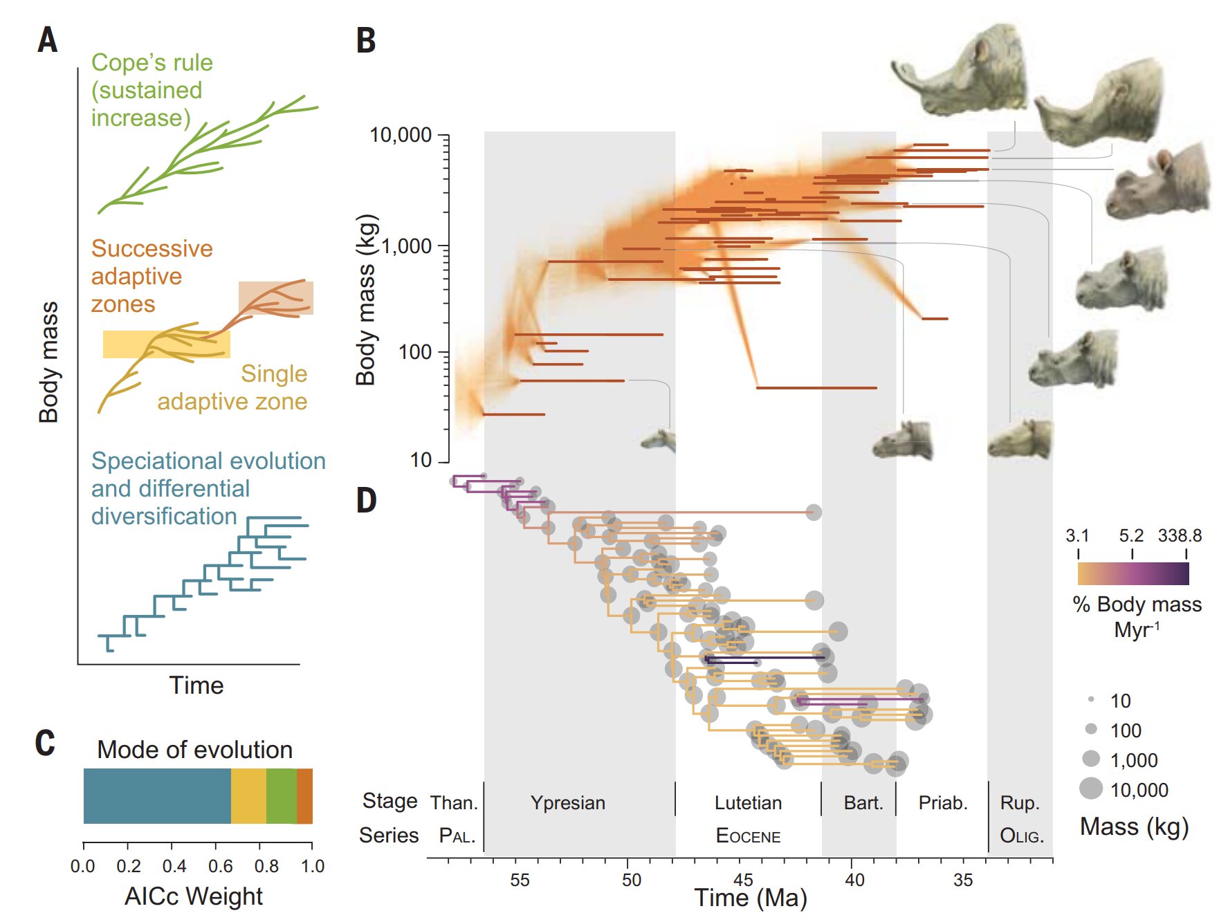 白垩纪末大型恐龙灭绝后，为何许多哺乳动物的体型迅速增加