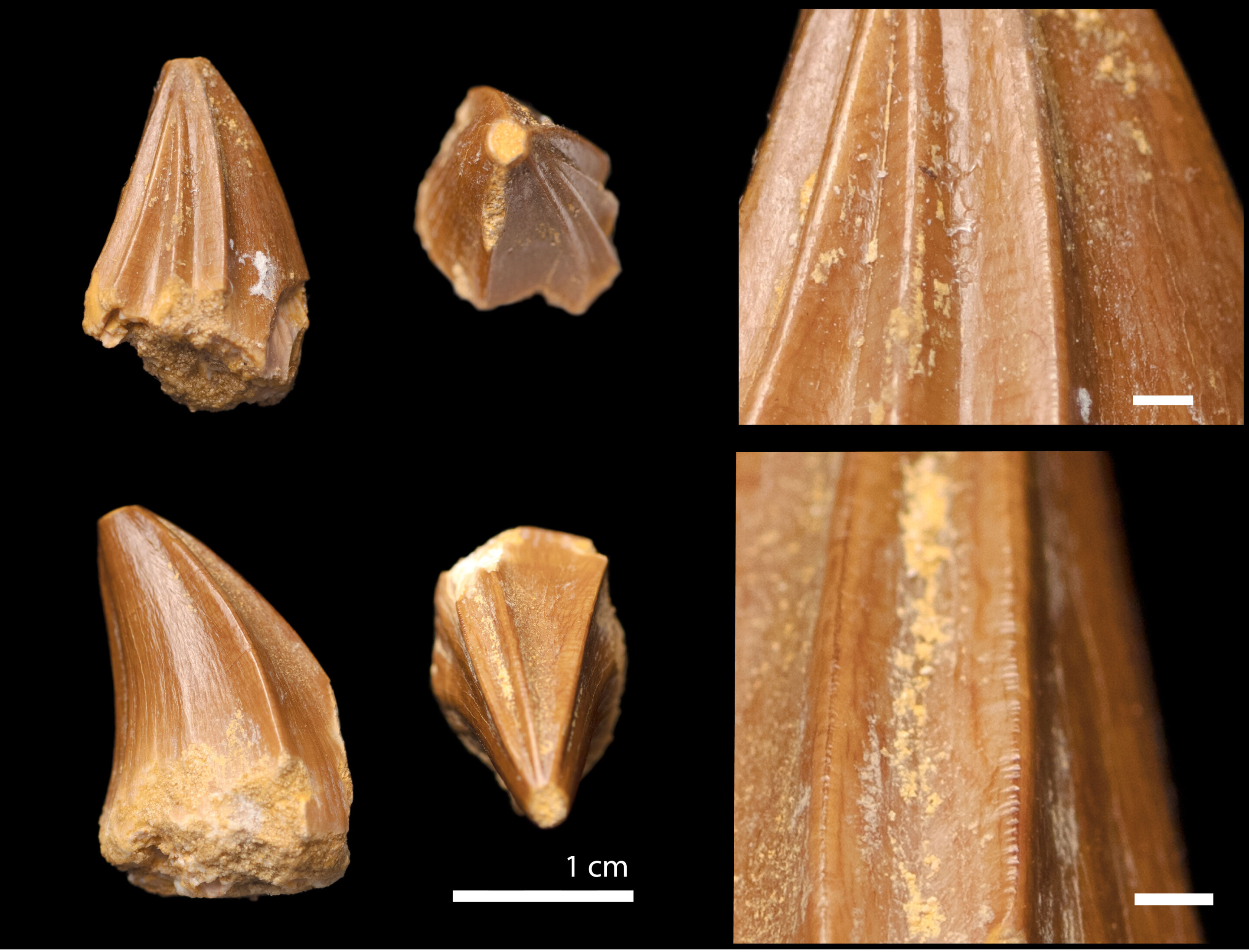 摩洛哥发现新的沧龙物种Stelladens mysteriosus 牙齿长得像螺丝刀头