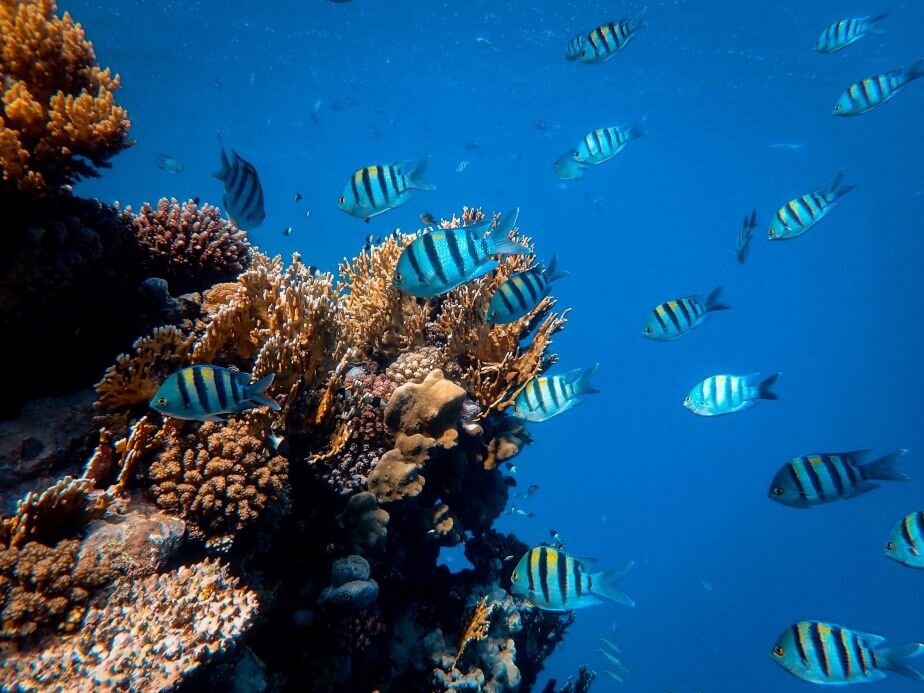 研究发现小型快速生长的珊瑚鱼在变暖的海洋中进化