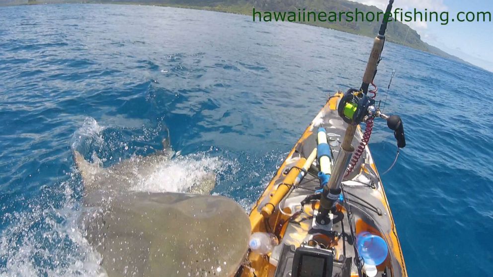 夏威夷海岸发生虎鲨袭击船只事件