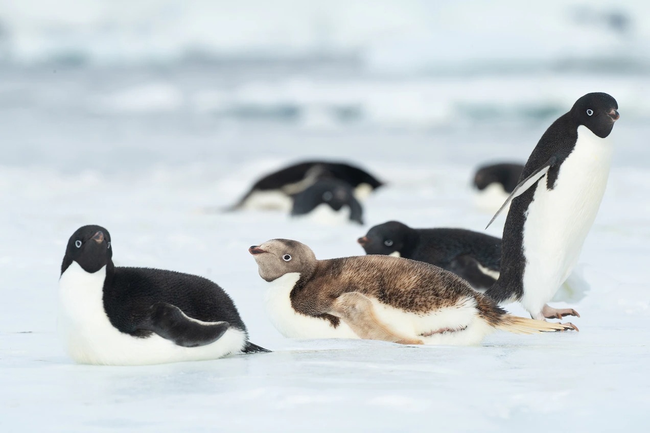 南极克罗泽角发现罕见的“金毛企鹅”