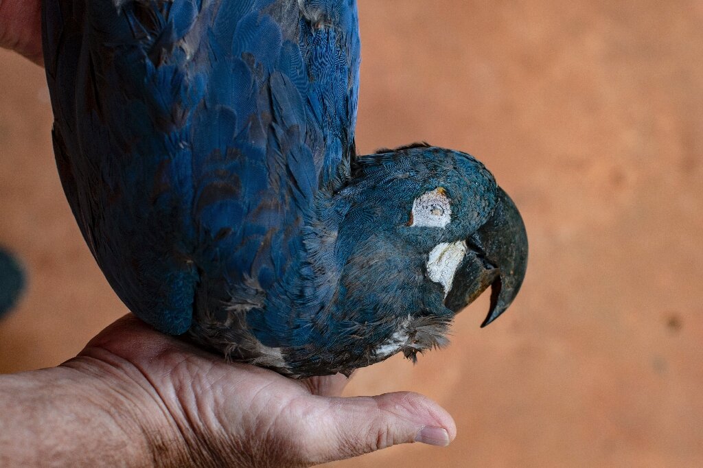 巴西面临困境：濒临灭绝的李尔氏金刚鹦鹉与风力发电场