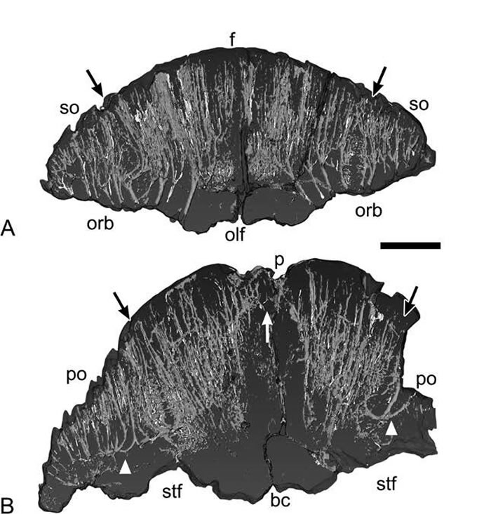 新描述的圆顶恐龙物种Platytholus clemensi可能戴着刚毛头饰