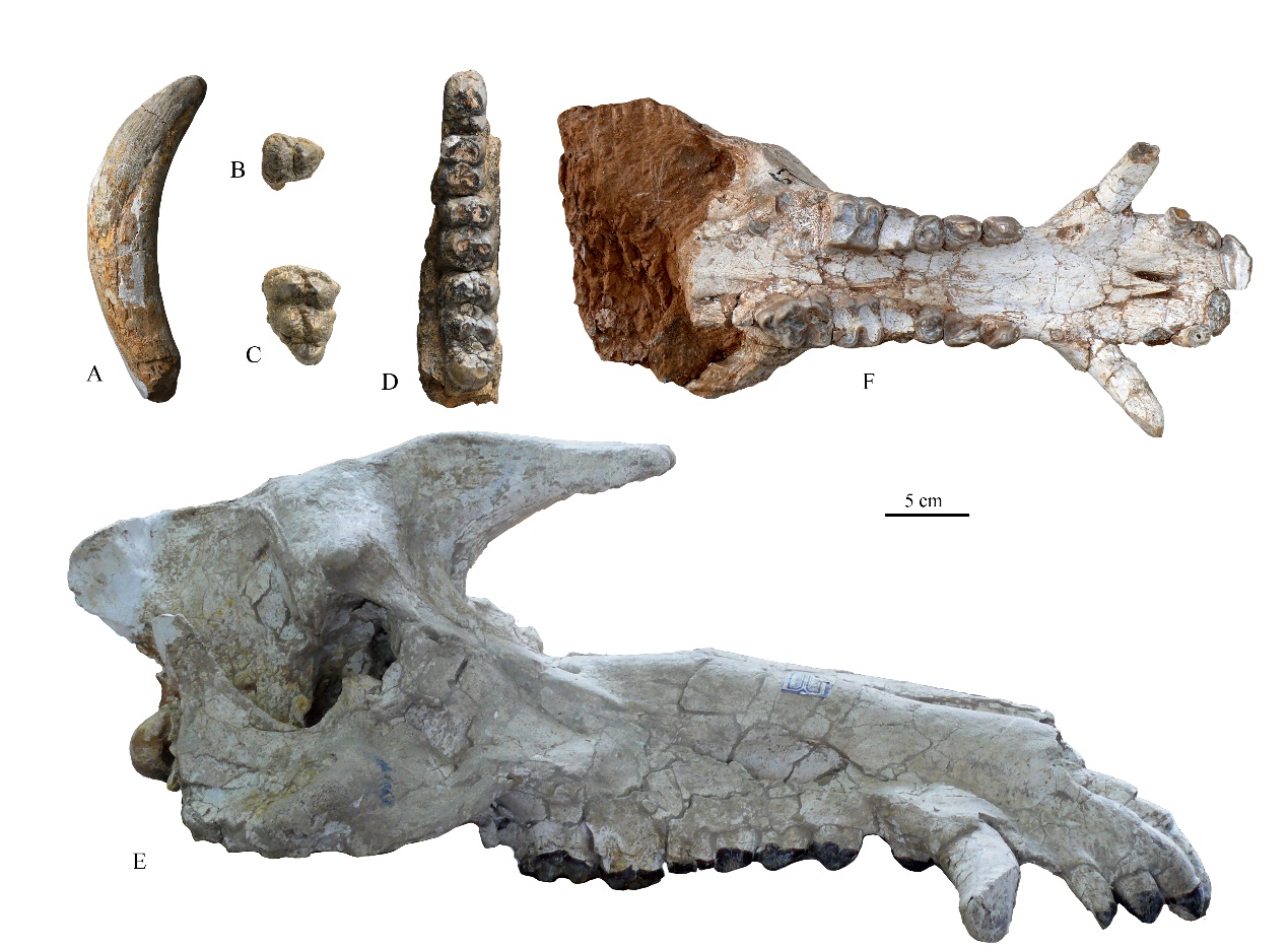 《古地理古气候古生态》:临夏盆地库班猪化石生物地层学及古生态学研究新进展