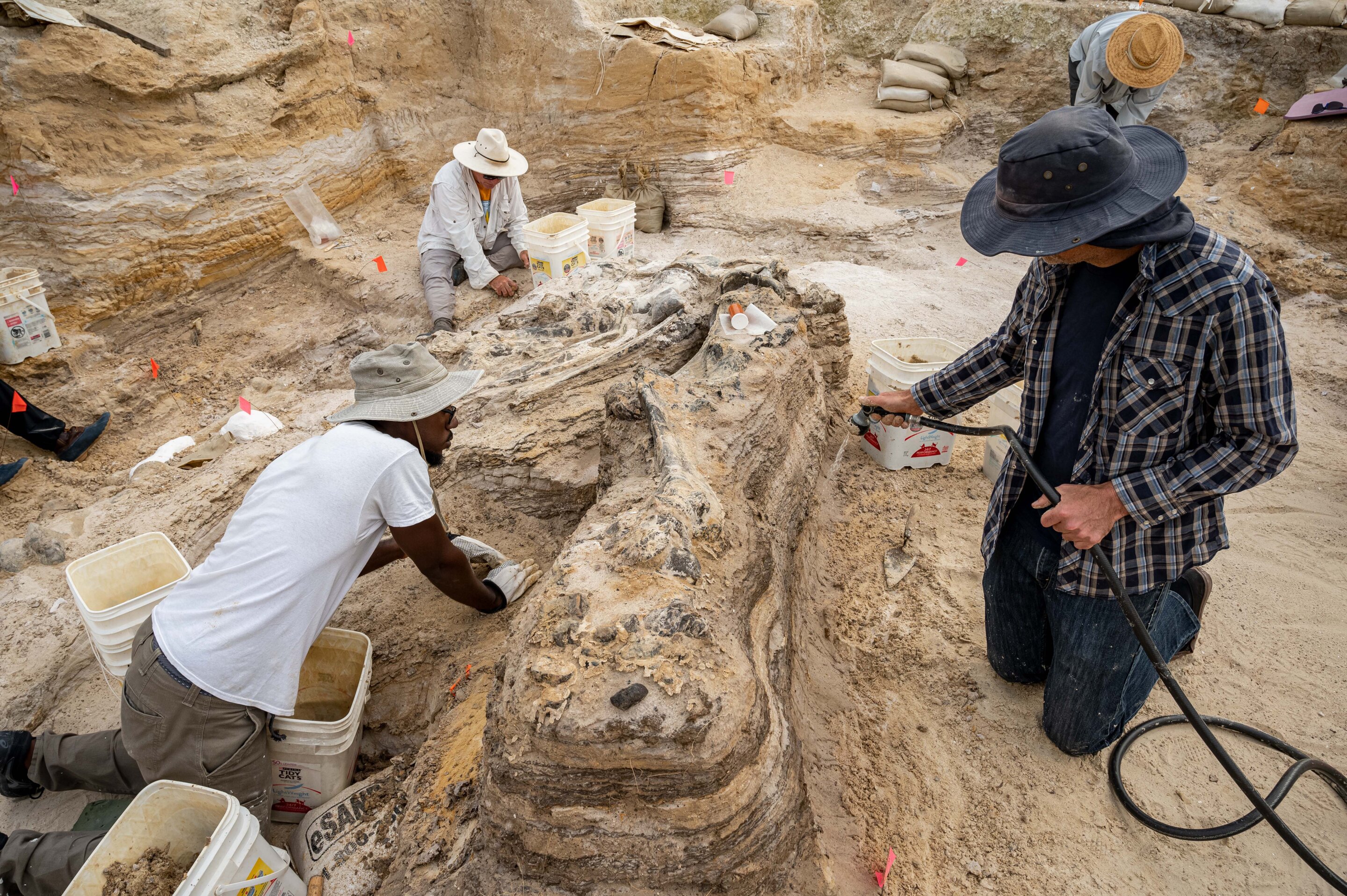 美国古生物学家在北佛罗里达发现550万年前大象墓地