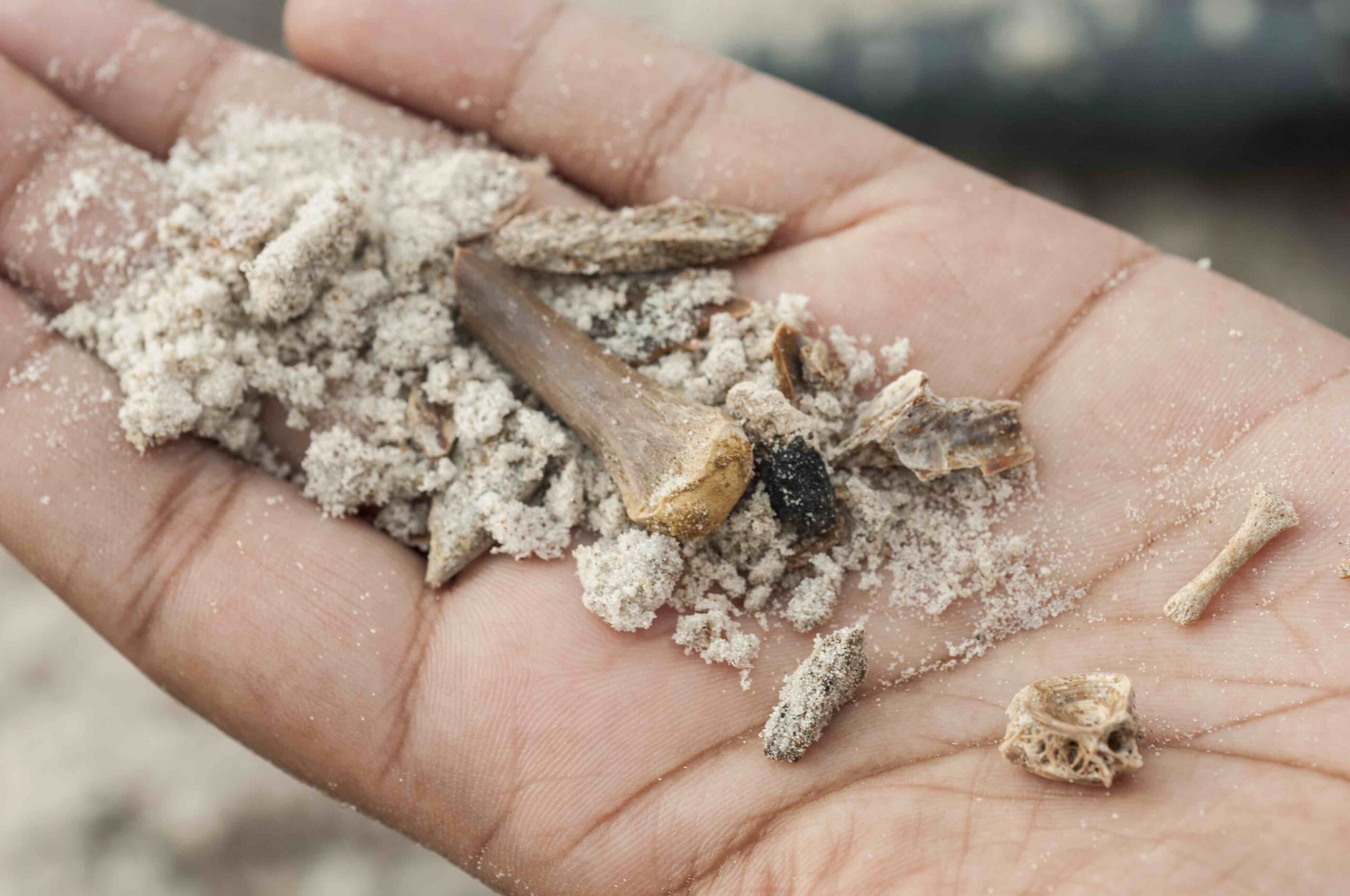美国古生物学家在北佛罗里达发现550万年前大象墓地