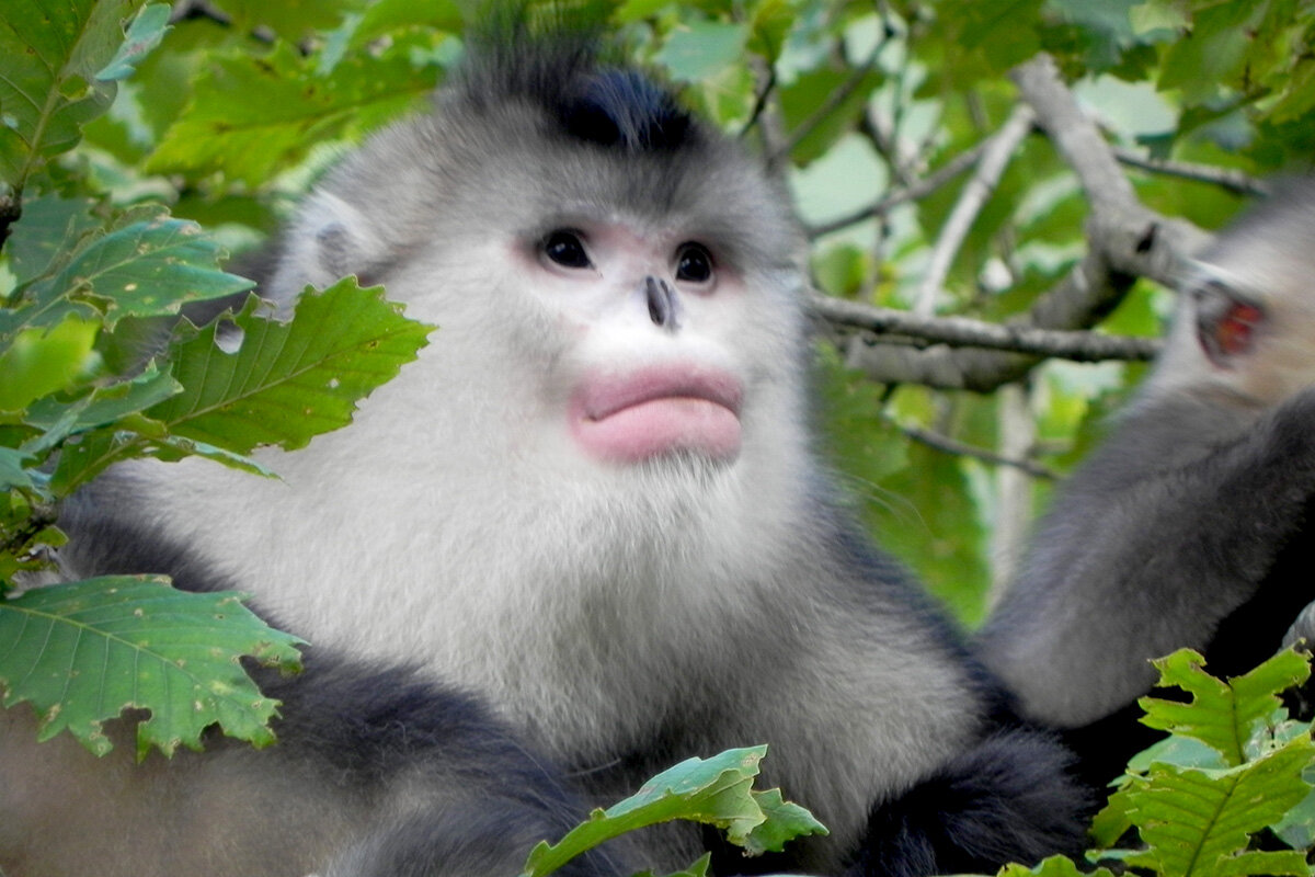 研究追踪适应寒冷气候如何促进亚洲疣猴灵长类动物的社会进化