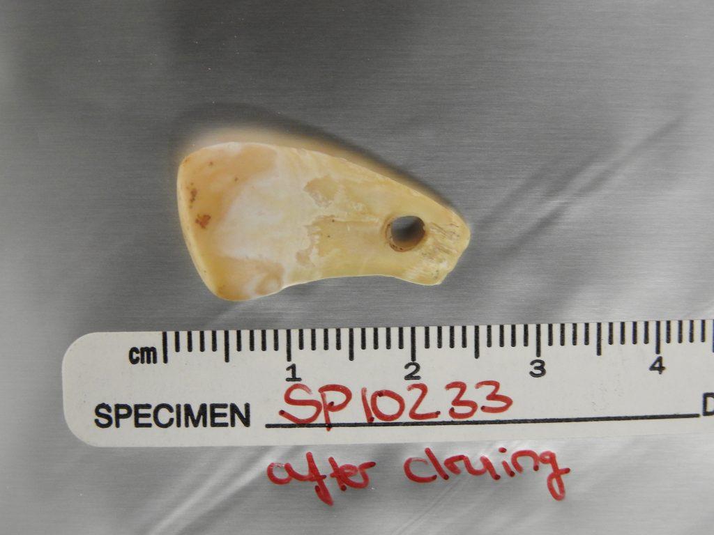 旧石器时代的马鹿牙齿饰品中提取出古代人类的DNA 属于生活在约两万年前的女性智人