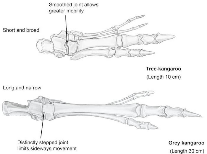 巨型树袋鼠曾经生活在澳大利亚各个意想不到的地方