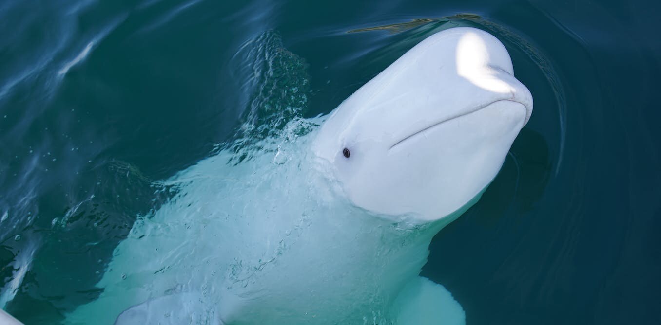 俄罗斯“间谍”白鲸“Hvaldimir”?虎鲸撕咬船只,如何理解这些近距离接触