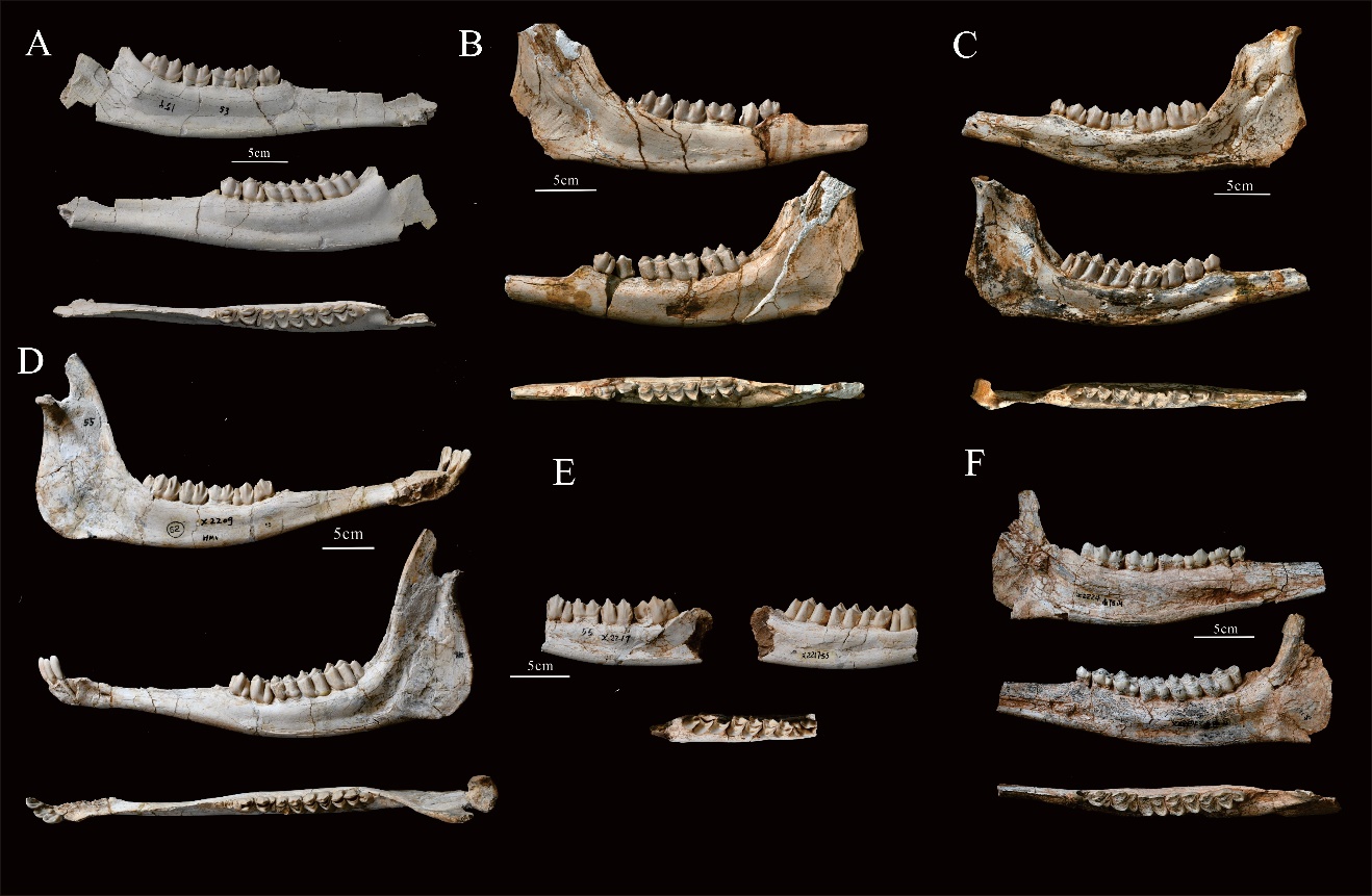 《历史生物学》:临夏盆地古麟属化石研究新进展