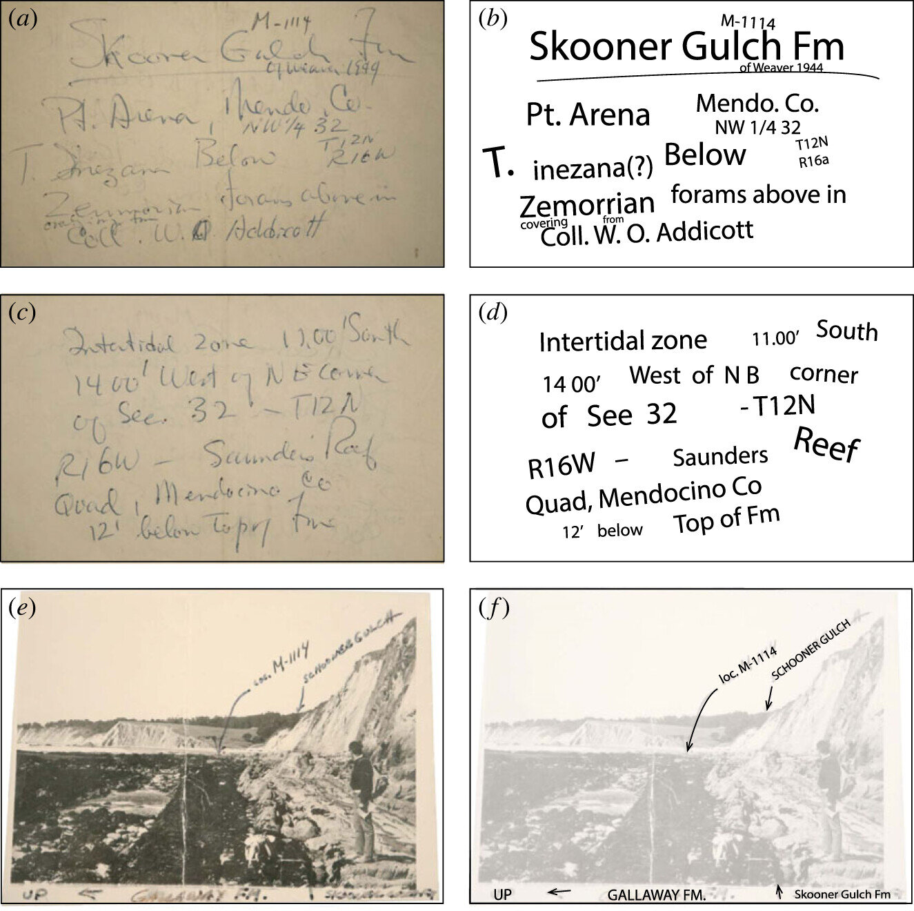 史密森学会国家自然历史博物馆古生物学家发现的牙齿化石来自中新世早期河马类生物