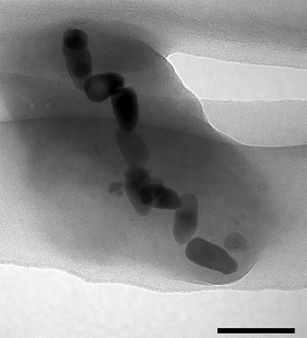 磁性细菌为细菌的早期多样化提供了线索