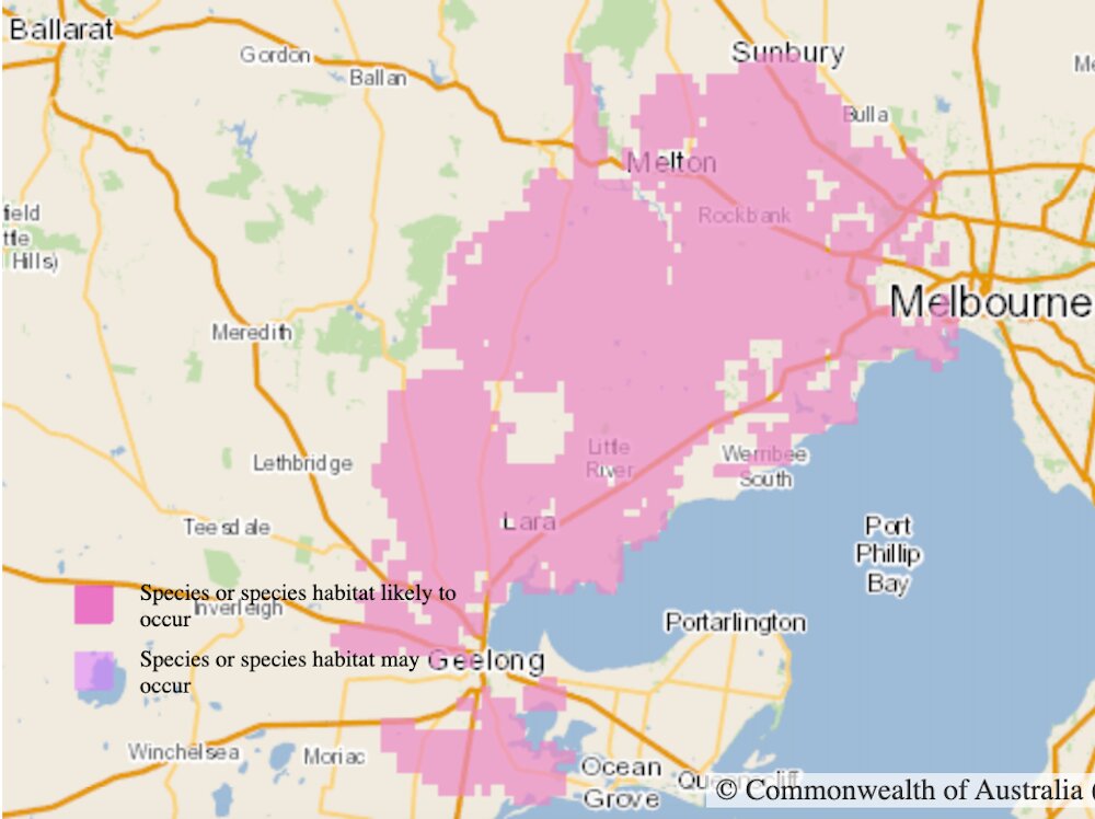 澳大利亚维多利亚重新发现草原无耳龙,我们如何确保它的未来?