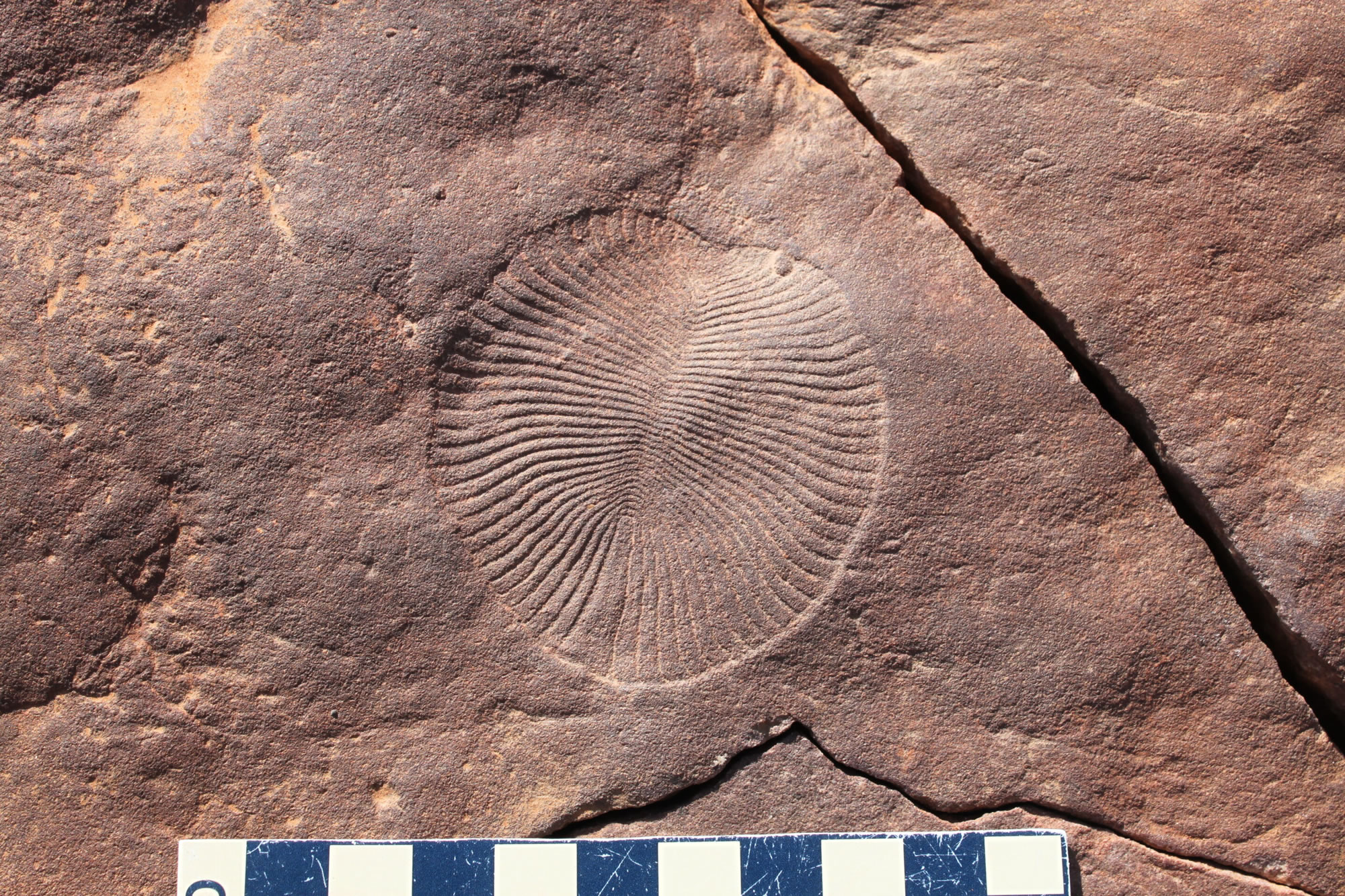 《生态与进化趋势》杂志:牛津大学新的研究阐明了动物的进化