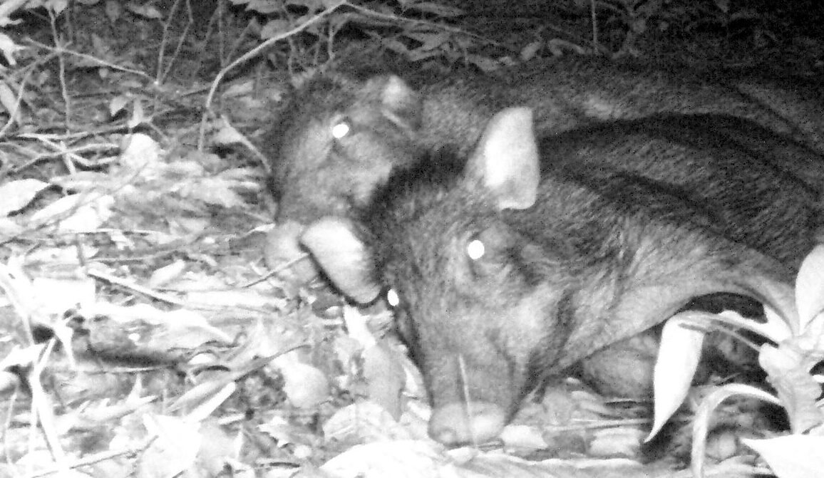 ������Ұ����⨺������ļ�������в��ԭʼɭ���Լ����������