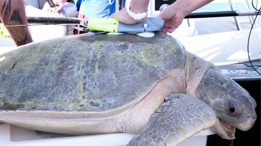 AI�˹����ܽ���Ĵ����Ǳ����ްͿ���ƽ�������Ϊ