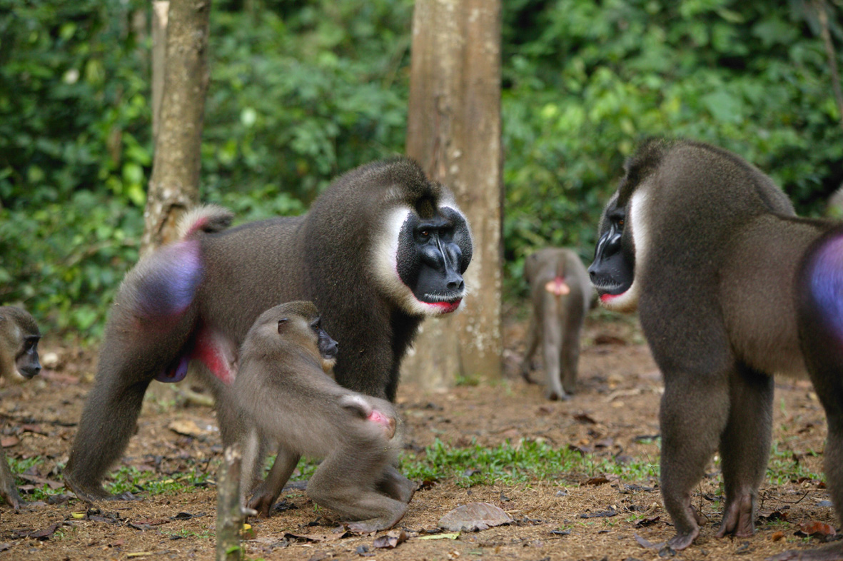 ���鳤�ද���־���ڹ������Ϸ���Ӥ��ͬ����ʳ��֤��