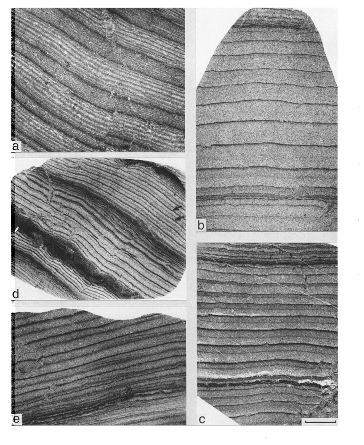 ��������ѧ�ҽ�ʾΪʲô�����һ����ʮ�ڶ�����һֱ��19.5Сʱ