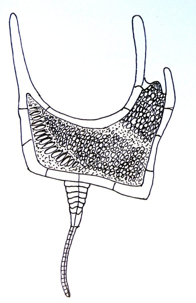 研究人员挖掘出罕见的泥盆纪海果核类化石