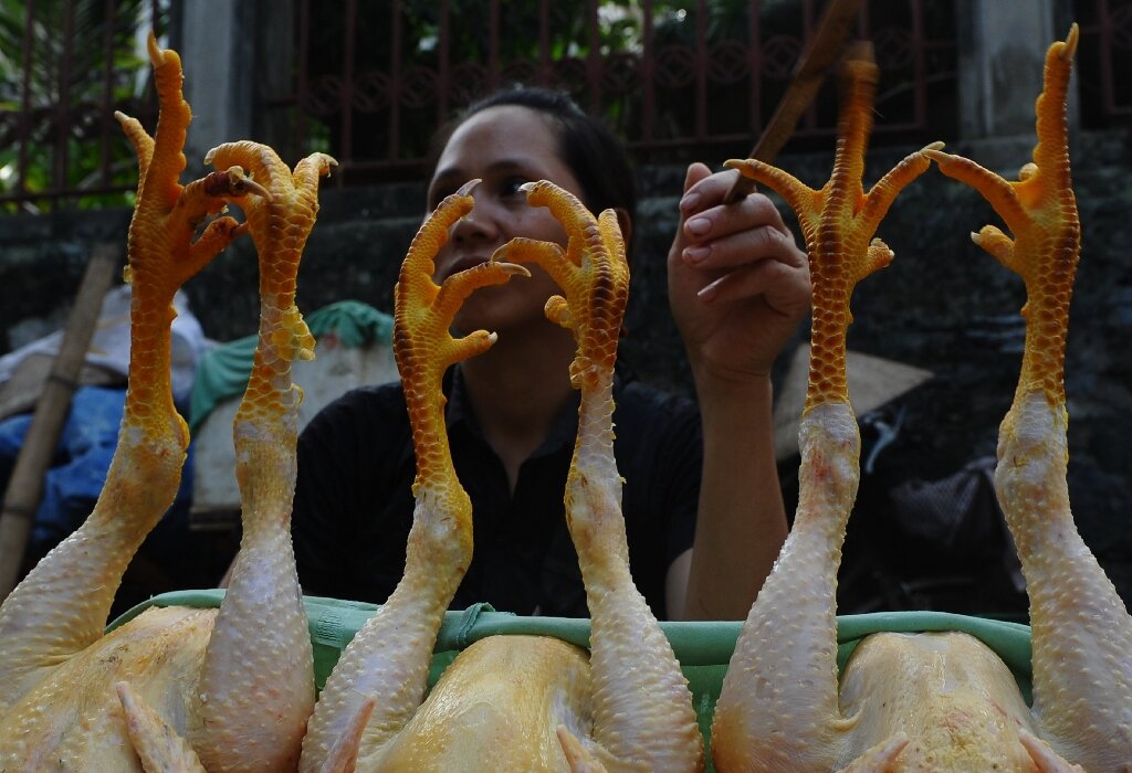 证明人类改变了世界?鸡