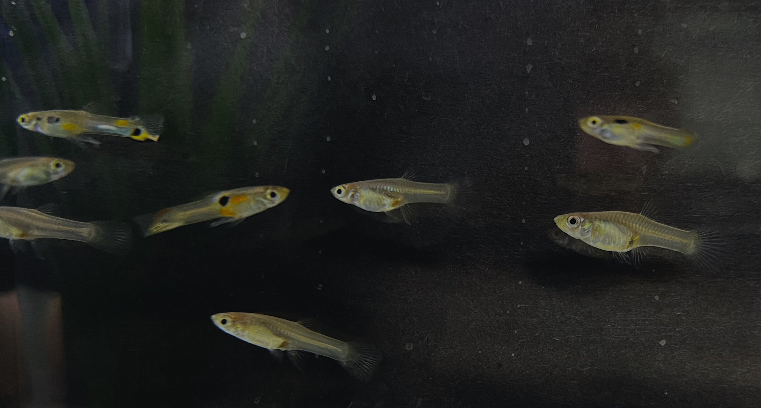 ��������ȸ����������ν�ġ�־Ը��������ʱ�ÿ�ѧ�Ҵ��һ��