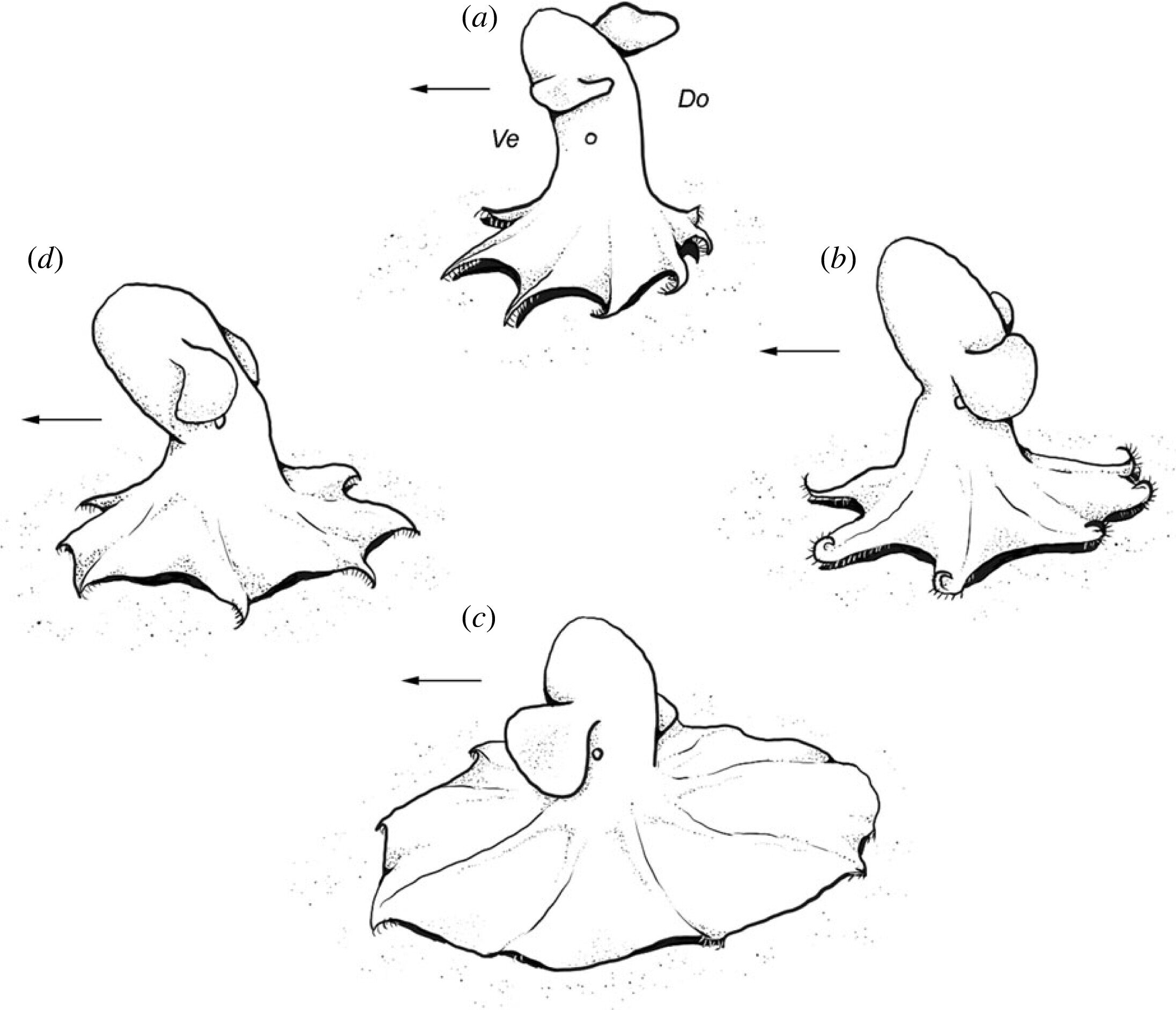 深海图像和观察揭示了新的章鱼进食行为