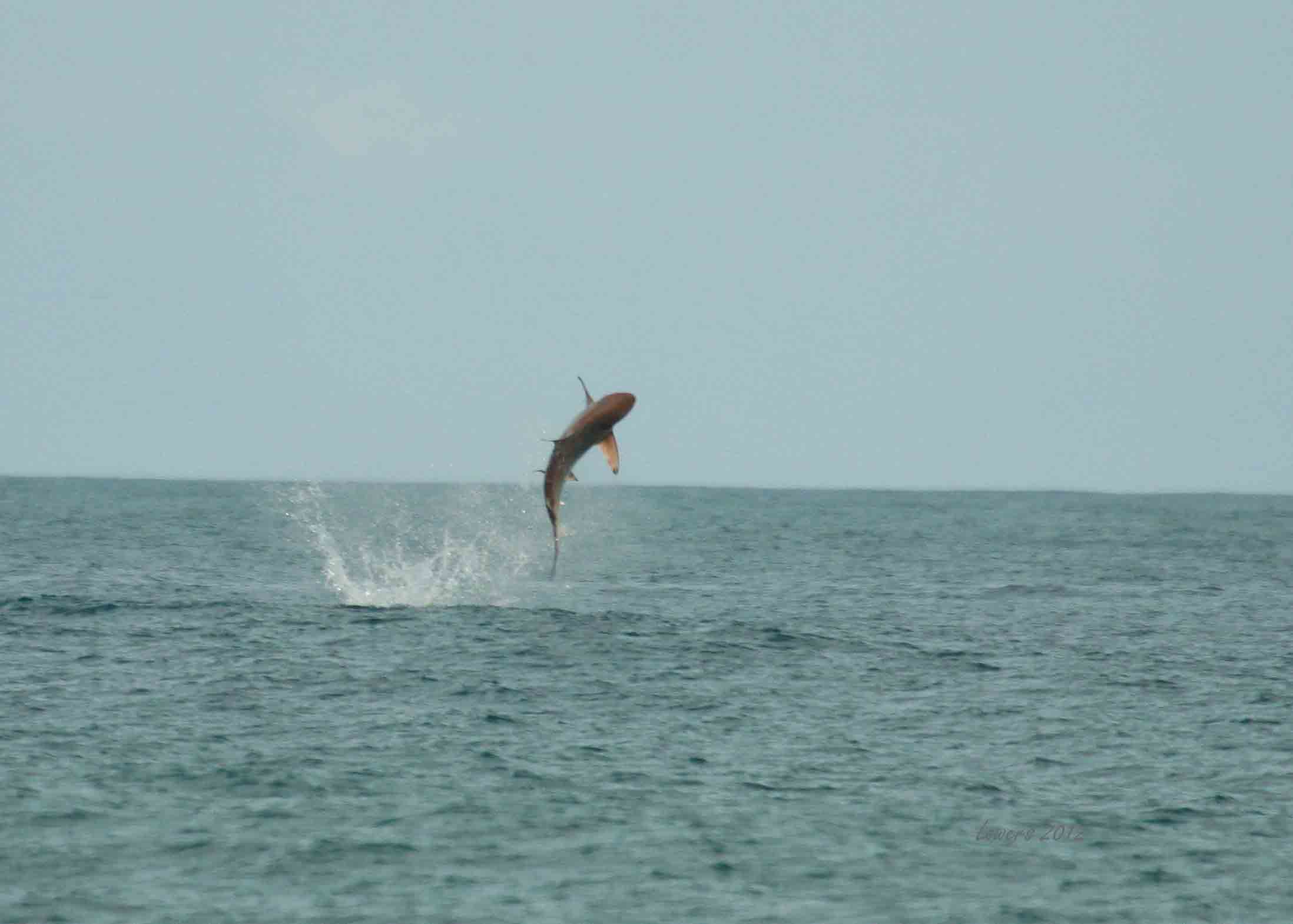 ����������ַ�����ﺽ��۸��������㣬����ܲ�֪�����߸���ʵ