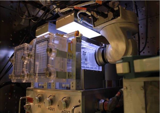 中国正计划在未来将斑马鱼送上天宫空间站