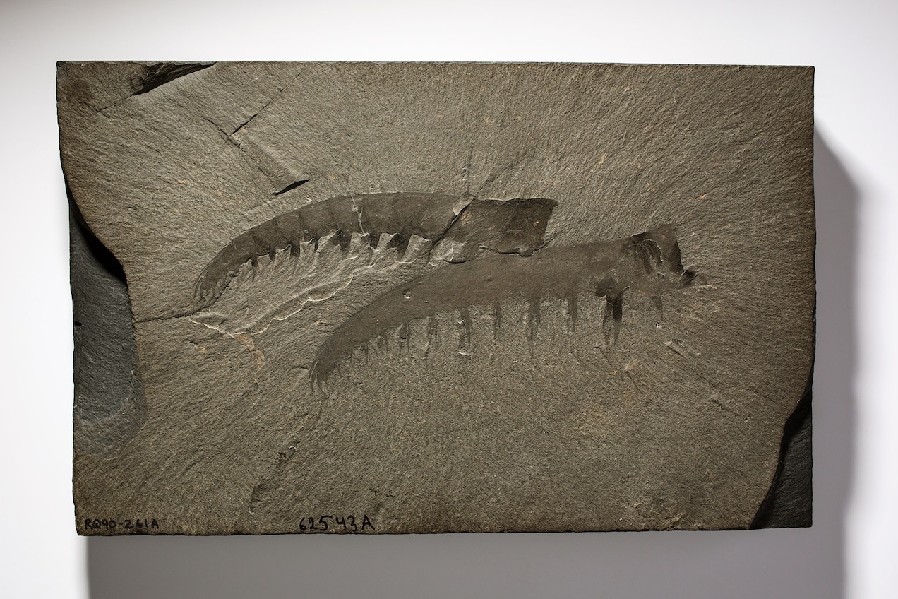 新研究质疑五亿多年前的加拿大奇虾真的有那么厉害吗?